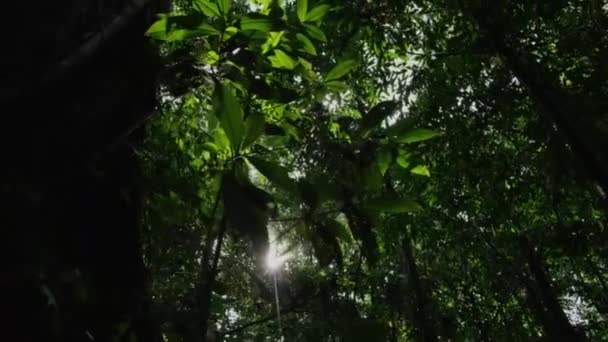 Het Zonlicht Breekt Door Een Groene Boom Het Bos Zon — Stockvideo