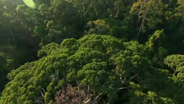 Flygfoto Från Tropical Rainforest Dipterocarp Trees Dipterocarpaceae Borneo Island Malaysia — Stockvideo