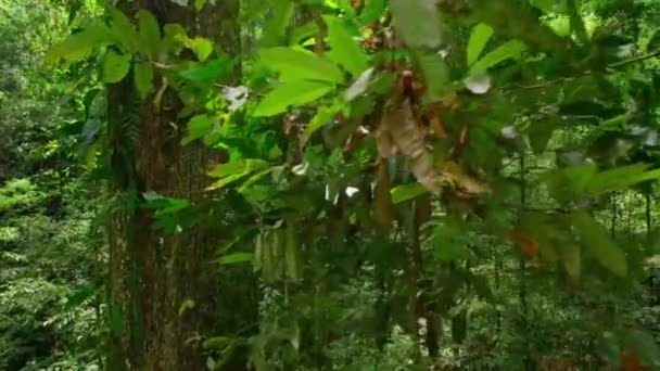 Güneş Işığı Ormandaki Yeşil Bir Ağacın Içinden Doğuyor Güneş Yaprakların — Stok video