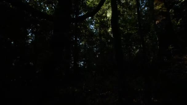 Солнечный Свет Прорывается Сквозь Зеленое Дерево Лесу Солнце Светит Сквозь — стоковое видео
