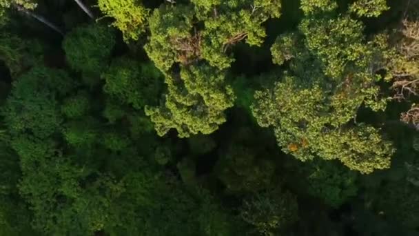 Borneo Adası Malezya Tropikal Yağmur Ormanları Dipterocarp Ağaçları Dipterocarpaceae Havalimanı — Stok video
