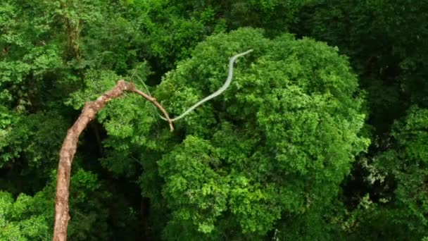 Розмії Летючі Змії Chrysopelea Ornata Стрибають Гілки Дерев Летять Острові — стокове відео