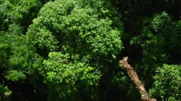 Close Flying Lizard Draco Taeniopterus Jump Tree Branch Fly Borneo — Vídeo de Stock