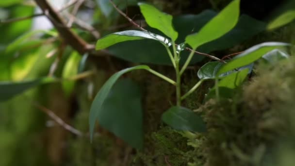 Zeitraffer Des Würgefeigenbaums Ficus Aufwachsen Auf Dem Wirt Und Strecken — Stockvideo