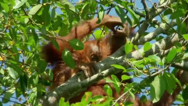 Primer Plano Orangutanes Sumatra Pongo Pygmaeus Comiendo Frutas Ficus Higuera — Vídeo de stock