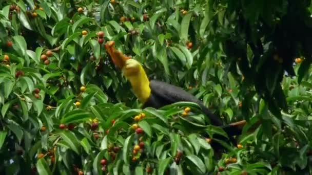 Rhinoceros Hornbill Buceros Rhinoceros Mangiare Ficus Frutti Sull Albero Fico — Video Stock