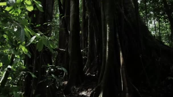 Close Strangler Fig Tree Ficus Floresta Tropical Australiana — Vídeo de Stock