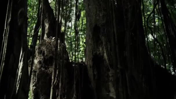 絞殺図ツリー Ficus を閉じます オーストラリアの熱帯雨林で — ストック動画