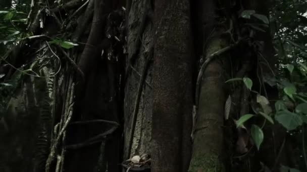 絞殺図ツリー Ficus を閉じます オーストラリアの熱帯雨林で — ストック動画