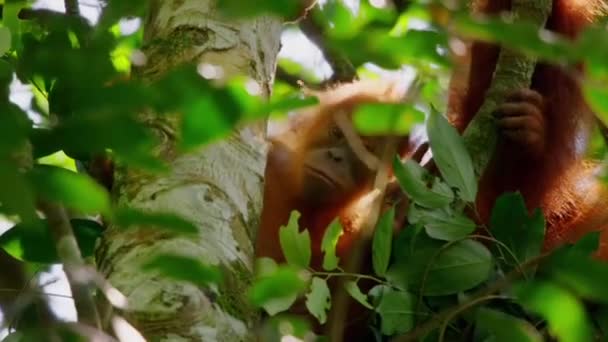 Sumatran Orangutans Pongo Pygmaeus Uma Subespécie Sumatra Floresta Tropical Sumatra — Vídeo de Stock