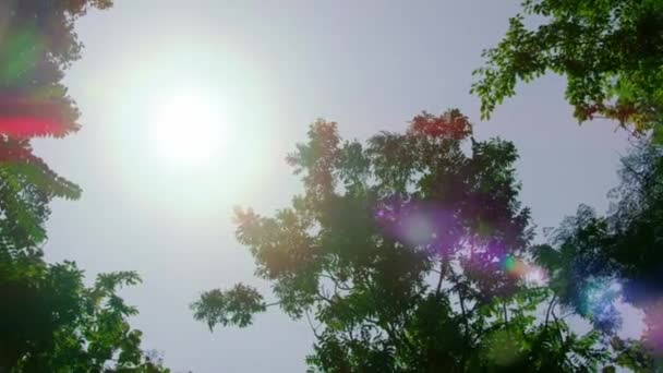Światło Słoneczne Przebija Się Przez Zielone Drzewo Lesie Słońce Świeci — Wideo stockowe
