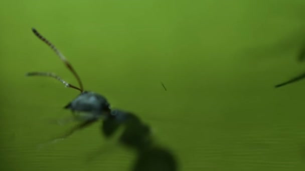 Close Insect Tentado Pelo Doce Néctar Planta Jarro Carnívoro Bornéu — Vídeo de Stock