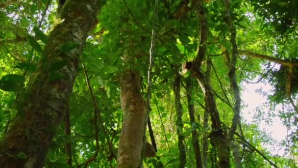 Luz Del Sol Atraviesa Árbol Verde Bosque Sol Brilla Través — Vídeos de Stock