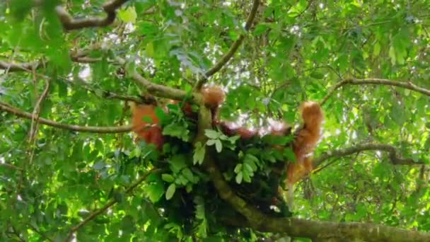 Крупный План Самца Суматранских Орангутангов Pongo Pygmaeus Подвид Суматры Обитающий — стоковое видео