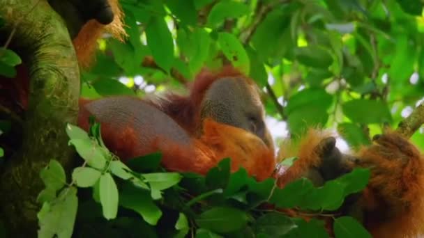 Gros Plan Orang Outans Sumatra Pongo Pygmaeus Est Une Sous — Video