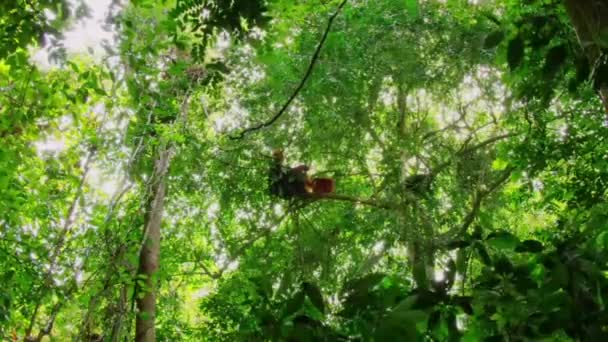 Couple Sumatran Orangutans Male Female Stay Together Pongo Pygmaeus Tree — Stock Video