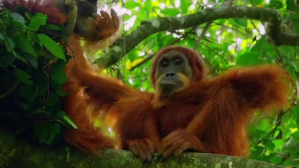 Zbliżenie Sumatrzańskich Orangutans Pongo Pygmaeus Jest Podgatunkiem Sumatra Lasach Deszczowych — Wideo stockowe