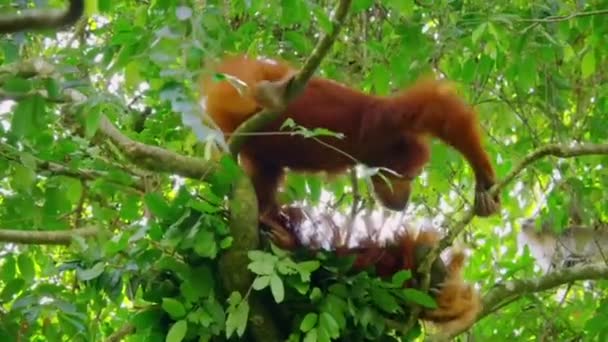 Couple Sumatran Orangutans Male Female Stay Together Pongo Pygmaeus Tree — Stock Video