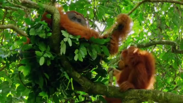 Alguns Orangotangos Sumatra Ficam Juntos Pongo Pygmaeus Uma Árvore Floresta — Vídeo de Stock