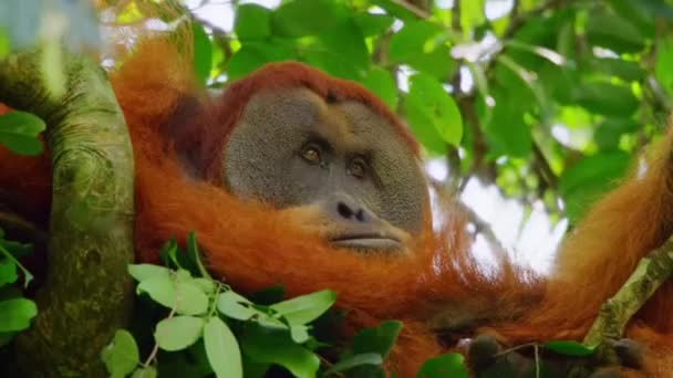 Cloup Male Sumatran Orangutans Pongo Pygmaeus Uma Subespécie Sumatra Floresta — Vídeo de Stock