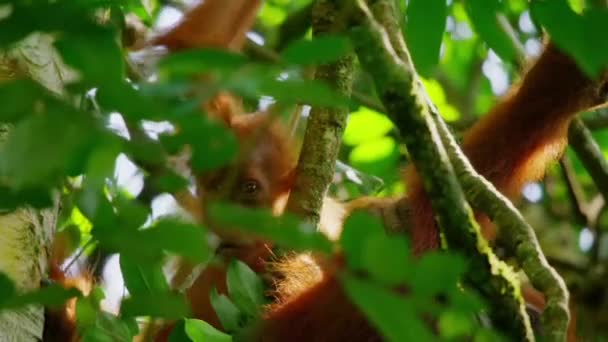 Närbild Nyfödd Sumatran Orangutans Pongo Pygmaeus Underart Till Sumatra Regnskog — Stockvideo