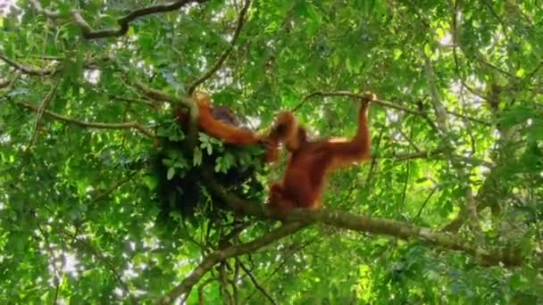 インドネシアのスマトラ州熱帯雨林の木の上で スマトラオランウータンのオスとメスが一緒に ポンゴ ピグマエウス 滞在しています — ストック動画