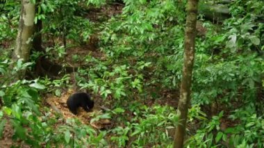 Malezya 'nın güneş ayısı veya bal ayısı (Helarctos malayanus) yağmur ormanlarındaki böcekleri bulmak için düşen bir dipterocarp ağacını söker..
