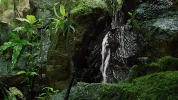 Krásná Scenérie Malého Vodopádu Který Teče Džungle Přes Zelené Rostliny — Stock video