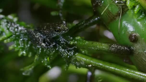 マレーシアのボルネオ島の熱帯雨林でオスの岩のカエルの呼び出しと求愛ディスプレイと交尾の足で手を振っての閉じる — ストック動画