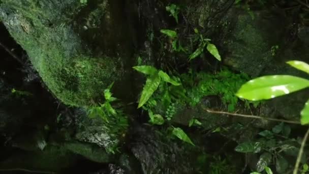 Piękne Krajobrazy Małego Wodospadu Który Płynie Dżungli Przez Zielone Rośliny — Wideo stockowe