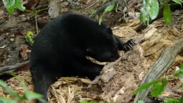 Urso Sol Malaio Urso Mel Helarctos Malayanus Rasga Uma Árvore — Vídeo de Stock