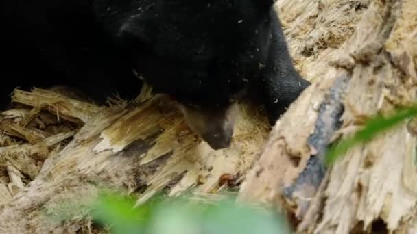 Malajziai Napmedve Vagy Mézes Medve Helarctos Malayanus Felhasít Egy Leesett — Stock videók