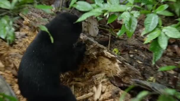 Malezyjski Niedźwiedź Słoneczny Lub Miód Helarctos Malayanus Rozerwać Upadłe Drzewo — Wideo stockowe