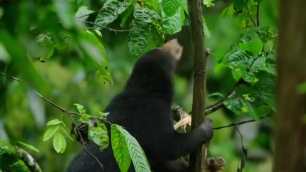 Malezyjski Niedźwiedź Słoneczny Lub Miód Helarctos Malayanus Poszukuje Pożywienia Lesie — Wideo stockowe