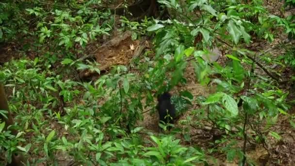 マレーシアのサンベアーまたはハニーベアー Helarctos Malayanus 熱帯雨林 ボルネオ マレーシアで食品を探しています — ストック動画