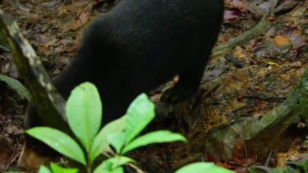 Urso Sol Malaio Urso Mel Helarctos Malayanus Procura Comida Floresta — Vídeo de Stock