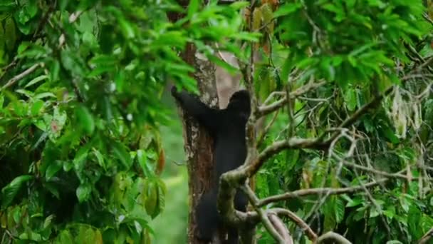 Urso Sol Malaio Urso Mel Helarctos Malayanus Procura Comida Floresta — Vídeo de Stock