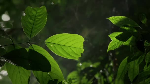 Luz Del Sol Atraviesa Árbol Verde Bosque Sol Brilla Través — Vídeo de stock