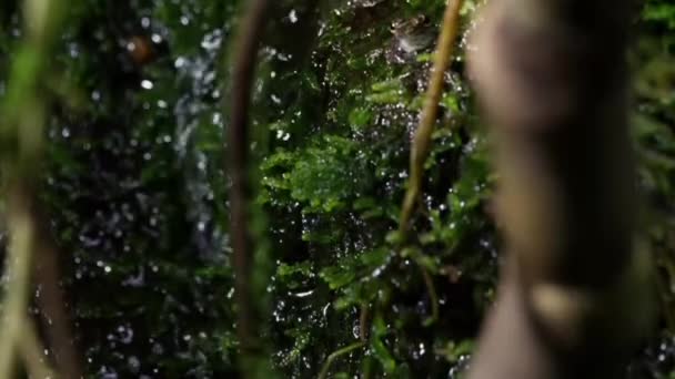 Közelkép Férfi Szikla Béka Hívó Integető Lábakkal Udvarlás Párzás Esőerdőben — Stock videók