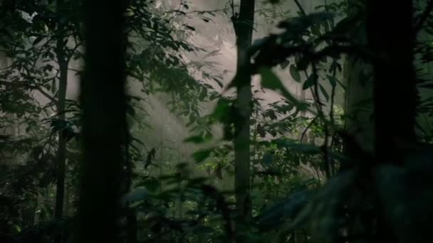 阳光穿过森林中的一棵绿树 阳光透过树叶照耀着 — 图库视频影像