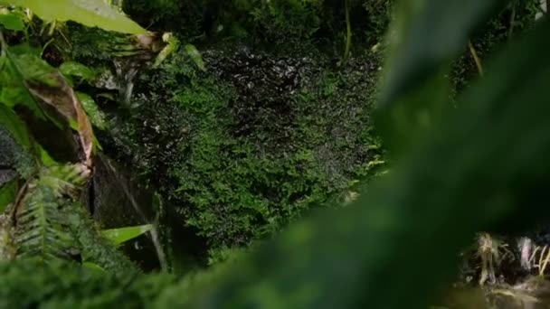 Hermoso Paisaje Cascada Pequeña Que Fluye Selva Través Las Plantas — Vídeo de stock
