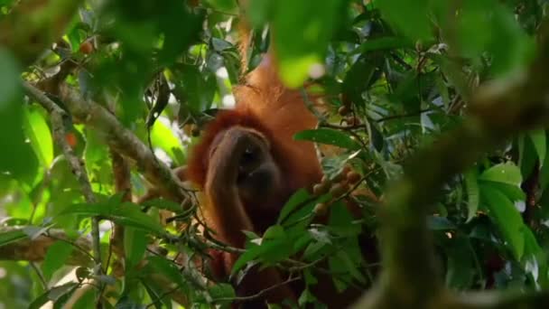 Närbild Sumatran Orangutans Pongo Pygmaeus Äta Fikusfrukter Fikonträd Rajaampat Öar — Stockvideo