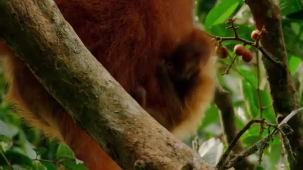 Detailní Záběr Novorozenců Sumatran Orangutans Pongo Pygmaeus Poddruh Sumatra Deštném — Stock video