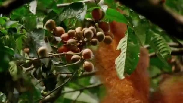 Primer Plano Orangutanes Sumatra Pongo Pygmaeus Comiendo Frutas Ficus Higuera — Vídeos de Stock