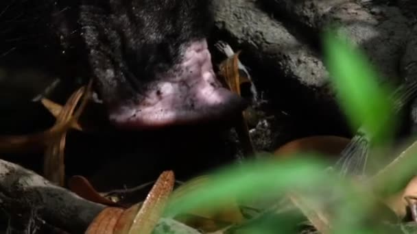 Bornean Bearded Pig Sus Barbarous Searching Eating Dipterocarp Winged Seeds — Stock Video