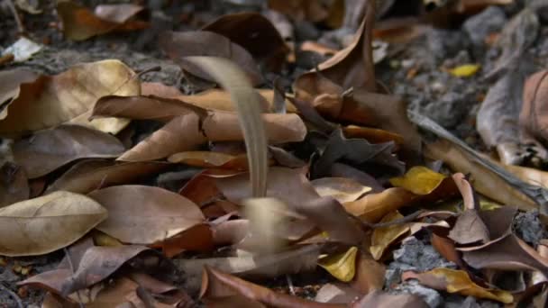 Close Uma Semente Alada Dipterocarpo Tropical Dipterocarpus Obtusifolius Caindo Chão — Vídeo de Stock