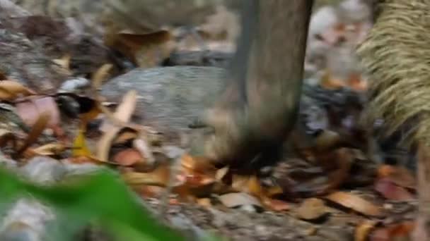 马来西亚婆罗洲 一只婆罗洲长胡子猪 Sus Brutal Ous 在丛林里搜寻并吃掉了有翼鸟的种子 — 图库视频影像