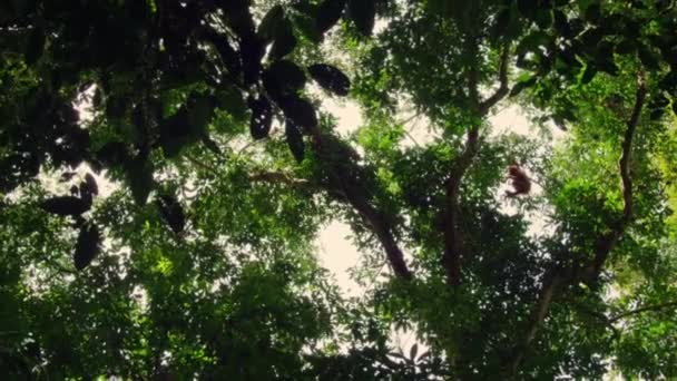 Sumatran Orangutans Pongo Pygmaeus Subspecies Sumatra Which Carrying Baby Climbing — Stock Video