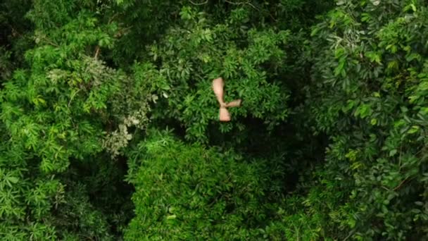 Borneo Adası Malezya Düşen Tropikal Dipterocarp Ağacının Dipterocarpus Obtusifolius Kanatlı — Stok video