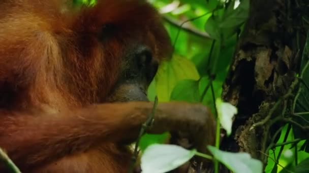 Primer Plano Orangutanes Sumatra Pone Pygmaeus Romper Viejo Árbol Ramas — Vídeo de stock